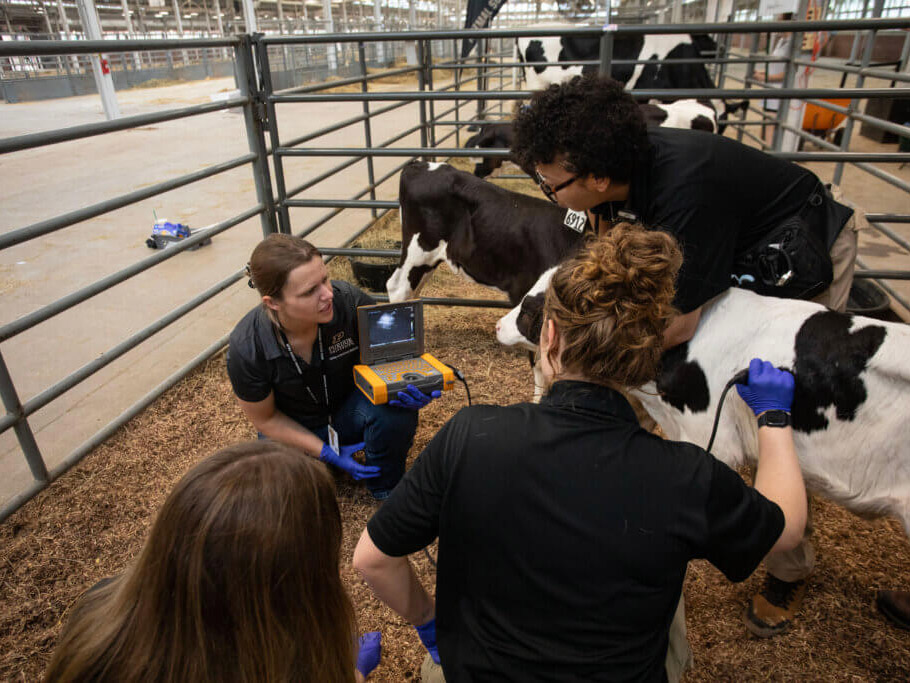 Veterinary staff examine a calf in a livestock pen using an ultrasound device.